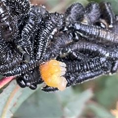Perginae sp. (subfamily) at Aranda, ACT - 21 Aug 2025 10:47 AM