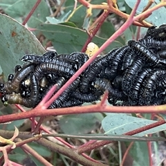 Perginae sp. (subfamily) at Aranda, ACT - 21 Aug 2025 10:47 AM