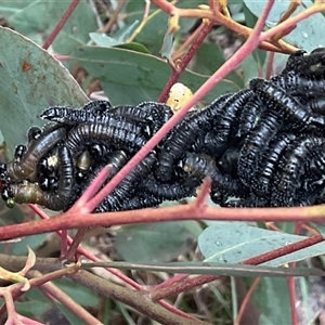 Perginae sp. (subfamily) at Aranda, ACT - 21 Aug 2025 10:47 AM