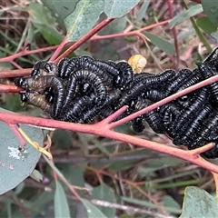 Perginae sp. (subfamily) at Aranda, ACT - 21 Aug 2025 10:47 AM