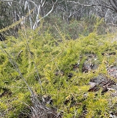 Grevillea juniperina (Grevillea) at Aranda, ACT - 21 Aug 2025 by Jennybach