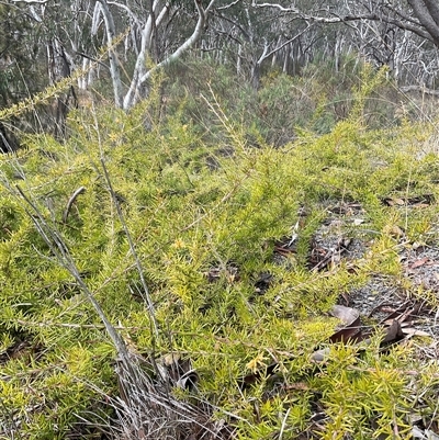 Grevillea juniperina (Grevillea) at Aranda, ACT - 21 Aug 2025 by Jennybach