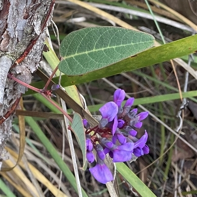 Hardenbergia violacea (False Sarsaparilla) at Aranda, ACT - 21 Aug 2025 by Jennybach
