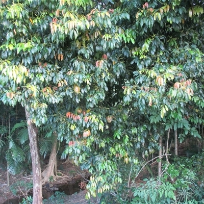Mischocarpus exangulatus at Mossman Gorge, QLD - 7 Apr 2015 by JasonPStewart