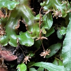 Marchantia sp. (genus) (A Liverwort) at Hill Top, NSW - 18 Aug 2025 by JaneR