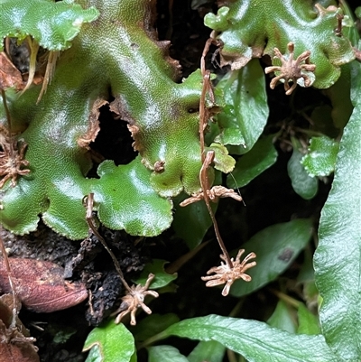 Marchantia sp. (genus) (A Liverwort) at Hill Top, NSW - 18 Aug 2025 by JaneR