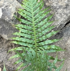 Blechnum cartilagineum (Gristle Fern) at Hill Top, NSW - 18 Aug 2025 by JaneR
