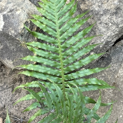 Blechnum cartilagineum (Gristle Fern) at Hill Top, NSW - 18 Aug 2025 by JaneR