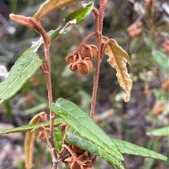 Lasiopetalum ferrugineum var. cordatum at Lakesland, NSW - 18 Aug 2025 by JaneR