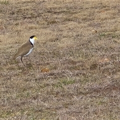 Vanellus miles (Masked Lapwing) at Phillip, ACT - 21 Aug 2025 by Mike