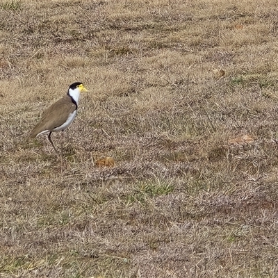 Vanellus miles (Masked Lapwing) at Phillip, ACT - 21 Aug 2025 by Mike
