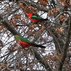 Alisterus scapularis (Australian King-Parrot) at Phillip, ACT - 21 Aug 2025 by Mike