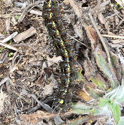 Apina callisto (Pasture Day Moth) at Mawson, ACT - 21 Aug 2025 by Mike