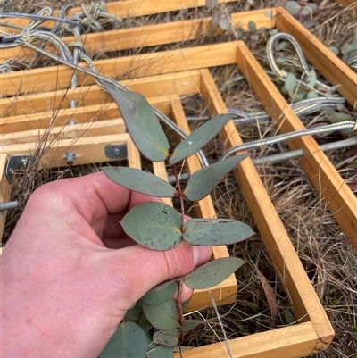 Eucalyptus dives (Broad-leaved Peppermint) at Rendezvous Creek, ACT - 20 Aug 2025 by JamesVandersteen