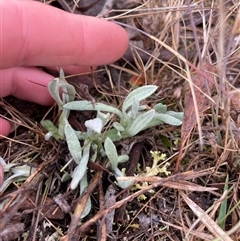 Chrysocephalum apiculatum (Common Everlasting) at Rendezvous Creek, ACT - 20 Aug 2025 by JamesVandersteen