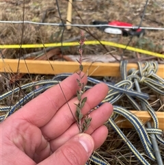 Brachyloma daphnoides (Daphne Heath) at Rendezvous Creek, ACT - 20 Aug 2025 by JamesVandersteen