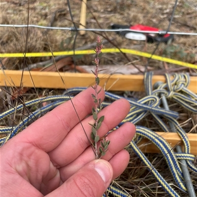 Brachyloma daphnoides (Daphne Heath) at Rendezvous Creek, ACT - 20 Aug 2025 by JamesVandersteen