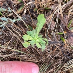 Erigeron sumatrensis (Tall Fleabane) at Rendezvous Creek, ACT - 20 Aug 2025 by JamesVandersteen