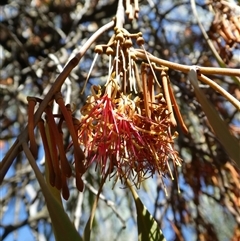 Amyema pendula subsp. pendula at Ballyroe, NSW - 22 Aug 2018 by TwoRivers