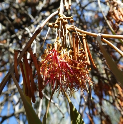 Amyema pendula subsp. pendula at Ballyroe, NSW - 22 Aug 2018 by TwoRivers