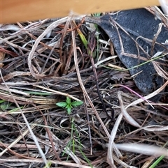 Haloragis heterophylla (Variable Raspwort) at Rendezvous Creek, ACT - 20 Aug 2025 by JamesVandersteen