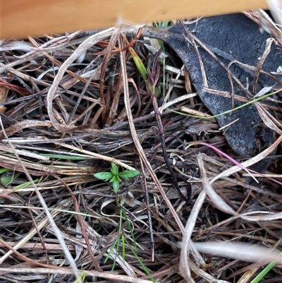 Haloragis heterophylla (Variable Raspwort) at Rendezvous Creek, ACT - 20 Aug 2025 by JamesVandersteen
