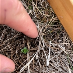 Unverified Plant at Rendezvous Creek, ACT - 20 Aug 2025 by JamesVandersteen
