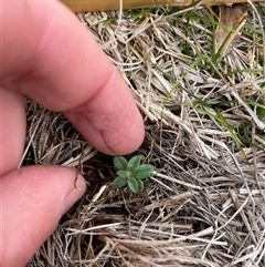Cerastium glomeratum (Sticky Mouse-ear Chickweed) at Rendezvous Creek, ACT - 20 Aug 2025 by JamesVandersteen