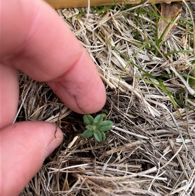 Cerastium glomeratum (Sticky Mouse-ear Chickweed) at Rendezvous Creek, ACT - 20 Aug 2025 by JamesVandersteen
