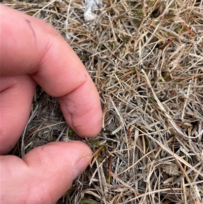 Asperula conferta (Common Woodruff) at Rendezvous Creek, ACT - 20 Aug 2025 by JamesVandersteen