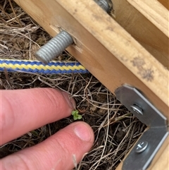 Unverified Plant at Rendezvous Creek, ACT - 20 Aug 2025 by JamesVandersteen