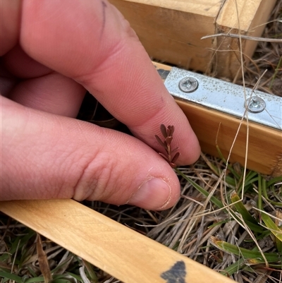 Hypericum gramineum at Rendezvous Creek, ACT - 20 Aug 2025 by JamesVandersteen