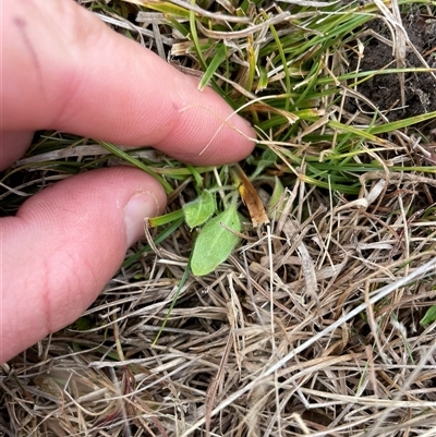 Erigeron sp. (Fleabanes) at Rendezvous Creek, ACT - 20 Aug 2025 by JamesVandersteen