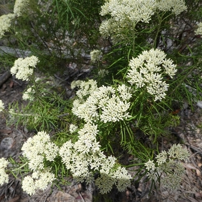 Unverified Other Shrub at  - suppressed by TwoRivers