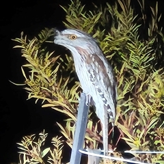 Podargus strigoides (Tawny Frogmouth) at Denman Prospect, ACT - 20 Aug 2025 by Wolfdogg