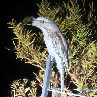 Podargus strigoides (Tawny Frogmouth) at Denman Prospect, ACT - 20 Aug 2025 by Wolfdogg