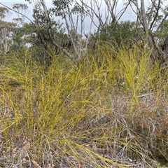 Caustis pentandra (Thick Twig-rush) at Wattle Ridge, NSW - 19 Aug 2025 by JaneR