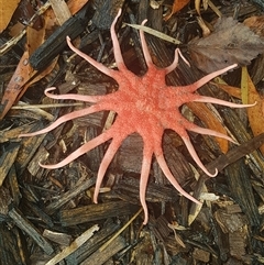 Aseroe rubra (Anemone Stinkhorn) at Meldale, QLD - 21 Aug 2025 by Harrisi