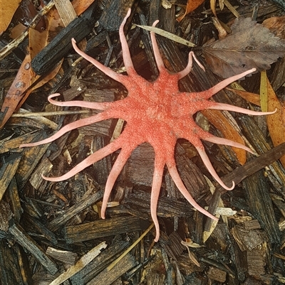 Aseroe rubra (Anemone Stinkhorn) at Meldale, QLD - 21 Aug 2025 by Harrisi