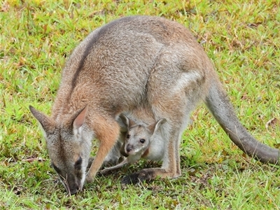 Notamacropus dorsalis (Black-striped Wallaby) at Bungawalbin, NSW - 14 Jun 2025 by Wangara
