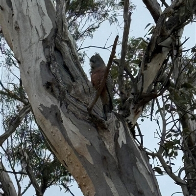 Callocephalon fimbriatum (Gang-gang Cockatoo) at Red Hill, ACT - 20 Aug 2025 by PeterA