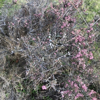 Lissanthe strigosa subsp. subulata (Peach Heath) at Crowther, NSW - 21 Aug 2025 by Frecko