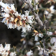 Lissanthe strigosa subsp. subulata (Peach Heath) at Crowther, NSW - 21 Aug 2025 by Frecko