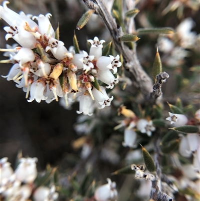 Lissanthe strigosa subsp. subulata (Peach Heath) at Crowther, NSW - 21 Aug 2025 by Frecko