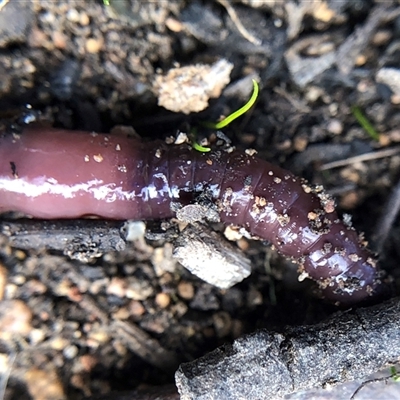 Oligochaeta (class) (Unidentified earthworm) at Crowther, NSW - 19 Aug 2025 by Frecko