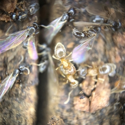 Doleromyrma sp. (genus) (Brown house ant) at Crowther, NSW - 18 Aug 2025 by Frecko