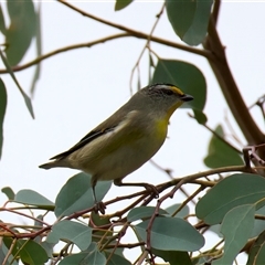 Pardalotus striatus (Striated Pardalote) at Ainslie, ACT - 20 Aug 2025 by jb2602