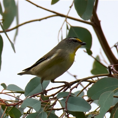 Pardalotus striatus (Striated Pardalote) at Ainslie, ACT - 20 Aug 2025 by jb2602