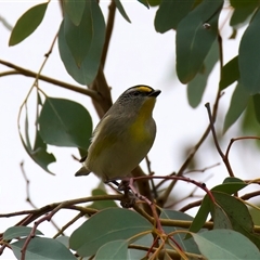 Pardalotus striatus at Ainslie, ACT - 20 Aug 2025 04:04 PM