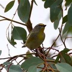 Pardalotus striatus at Ainslie, ACT - 20 Aug 2025 04:04 PM